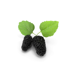 Mulberry