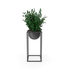 House Showpiece Plant