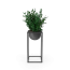 House Showpiece Plant