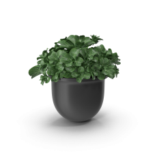 Plant Pot