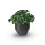 Plant Pot